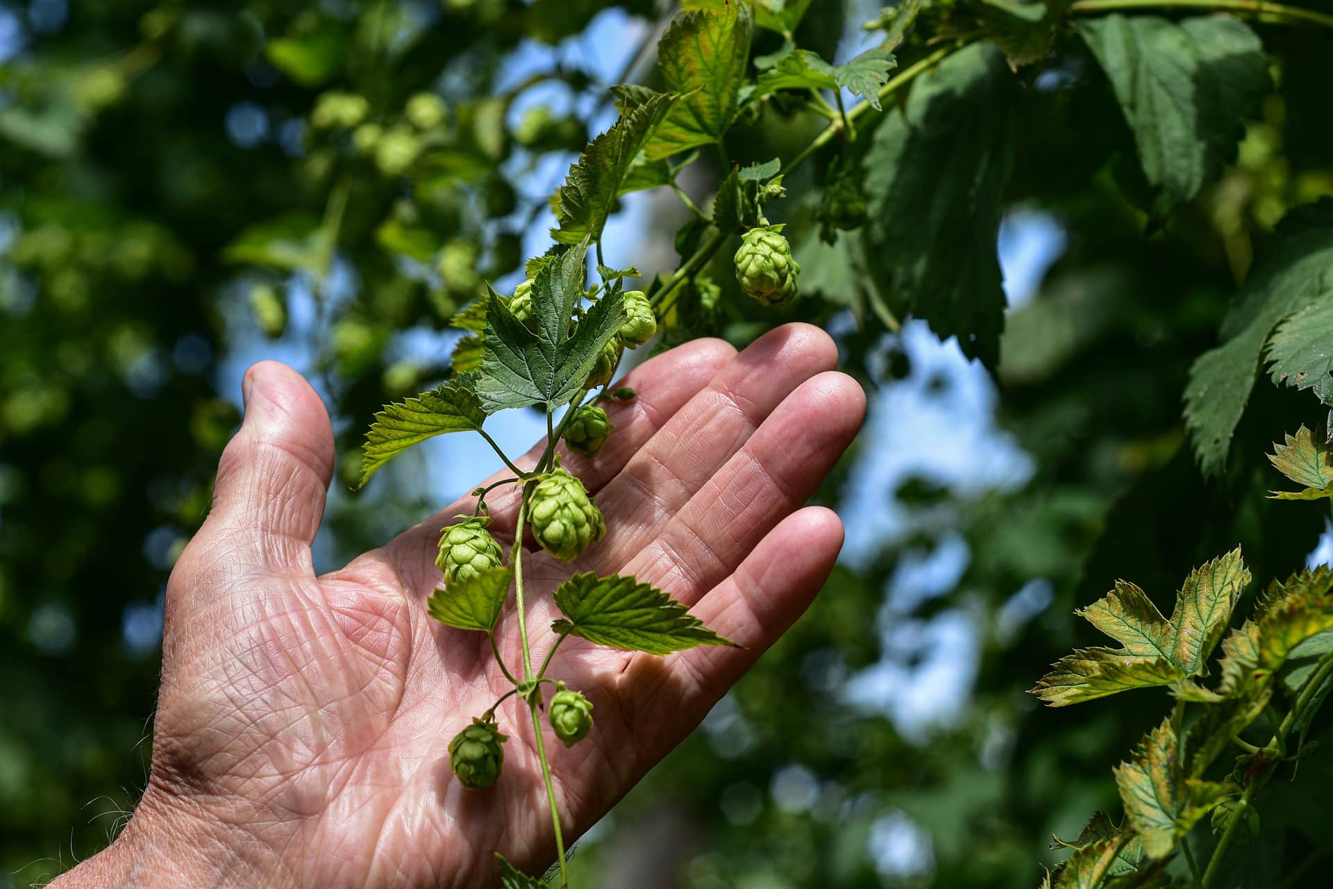 Notre Philosophie - houblon2